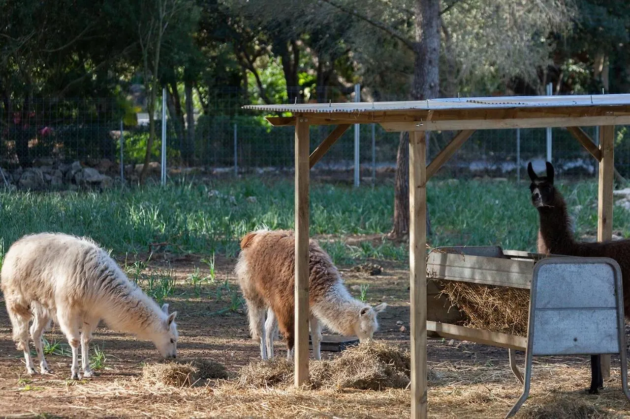 Can Llamas Pollenca