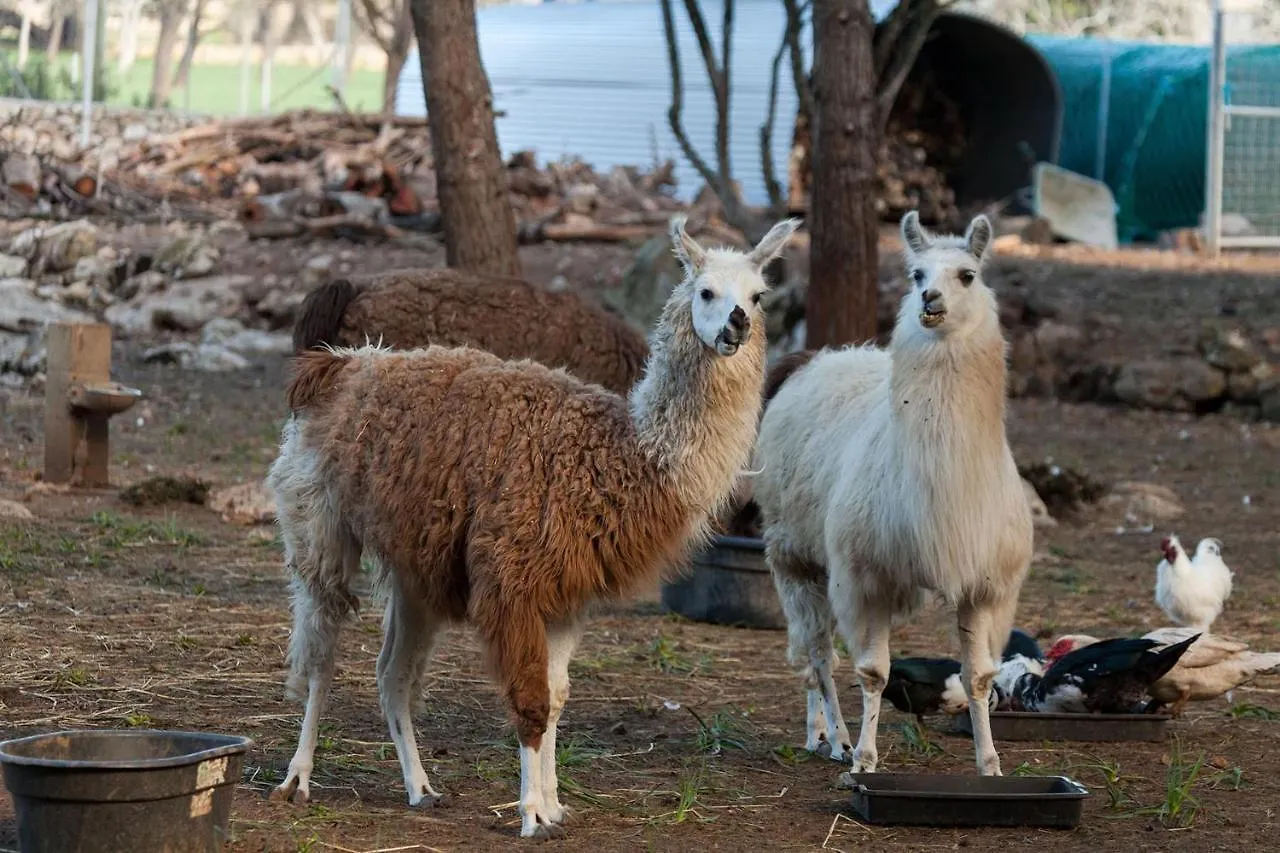 Can Llamas Pollenca